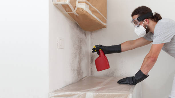 Professional Black Mold Remediation technician working in Winchester, MA