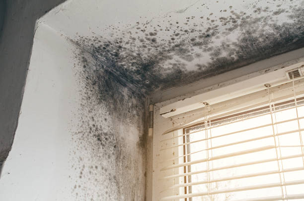 Affordable Black Mold Remediation solutions in Winchester, MA