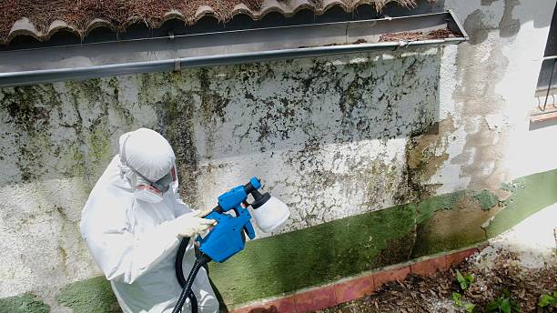 Top rated local Black Mold Remediation specialists in Winchester, MA